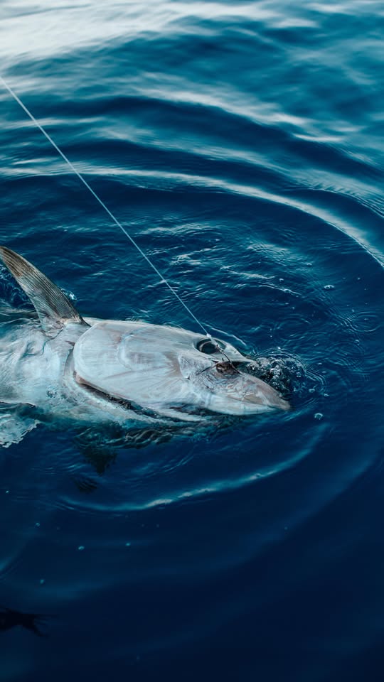 Sortie pêche en mer RS Fishing Ajaccio 