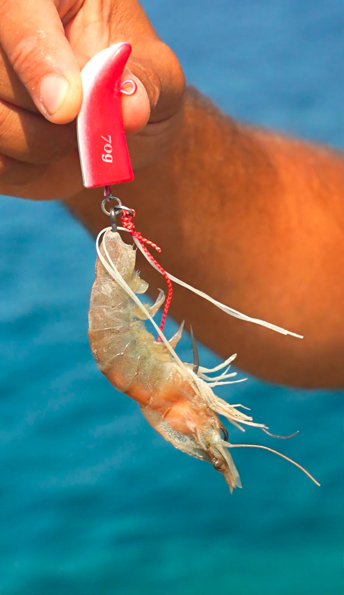 Isula Bait ® TENYA 40g et 70g -denti,Pagre,Chapon et sparidés
