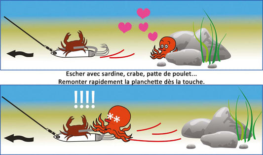 Planche à Poulpe