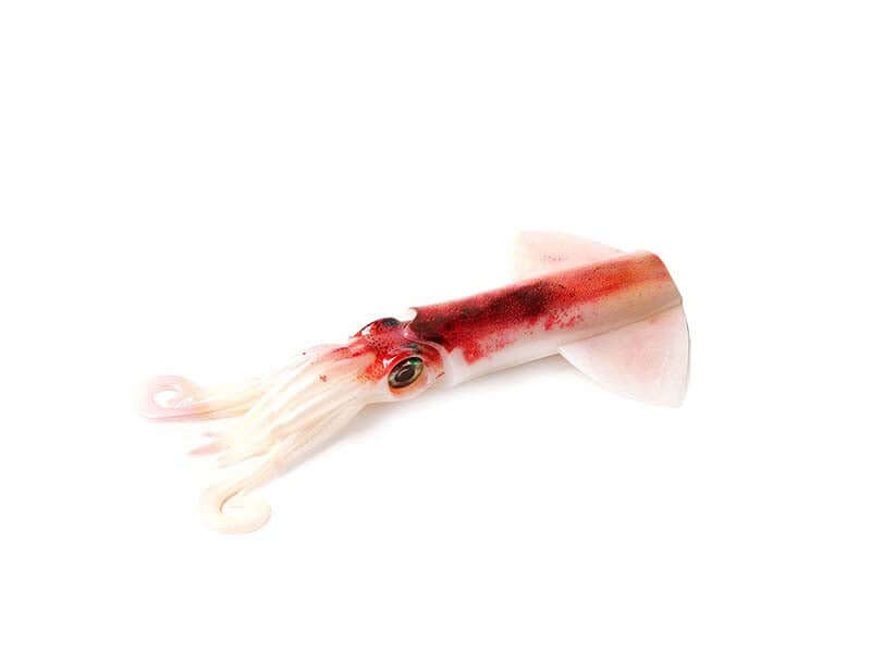 Calamar frais pour la pêche en mer, idéal pour les appâts, montrant une vue détaillée d'un calamar rouge et blanc.