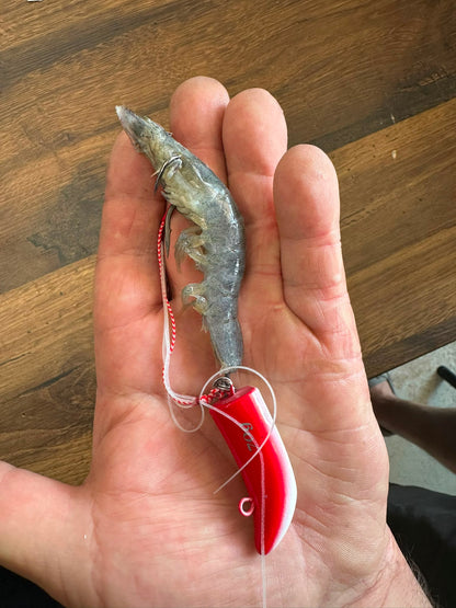Isula Bait ® TENYA 40g et 70g -denti,Pagre,Chapon et sparidés
